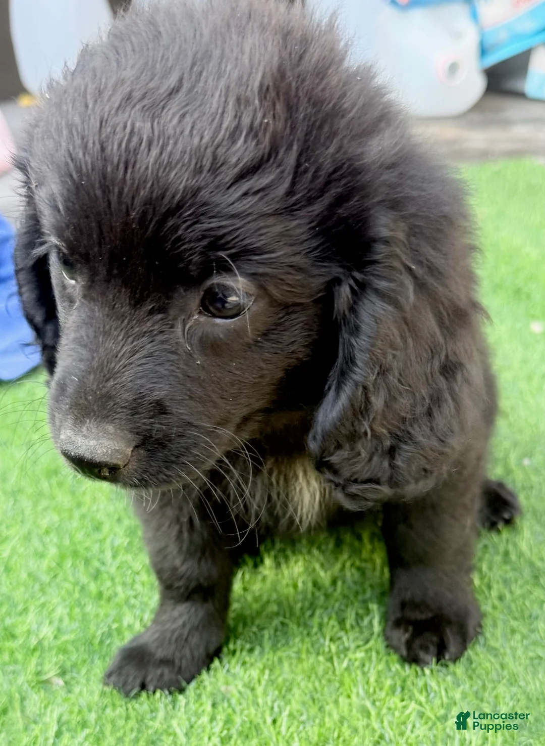 Mini Aussiedoodle dogs for sale: Lexie - Ad 3