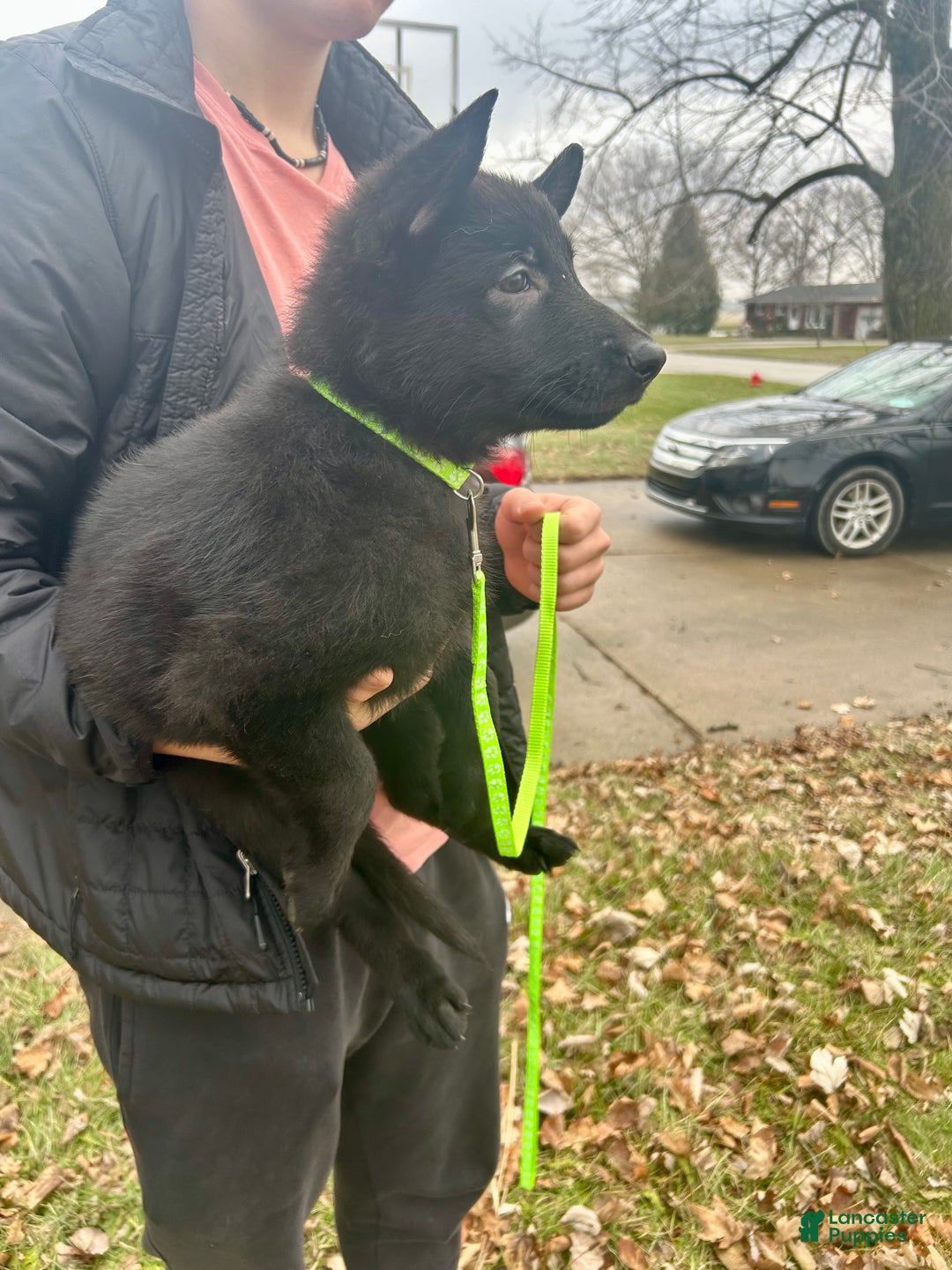 German Shepherd dogs for sale: German Shepherd Lime Green - Ad 2