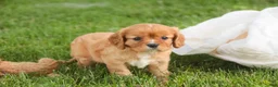Cavalier King Charles Spaniel dogs for sale: Lola Cavalier King Charles Spaniel  - Ad 5