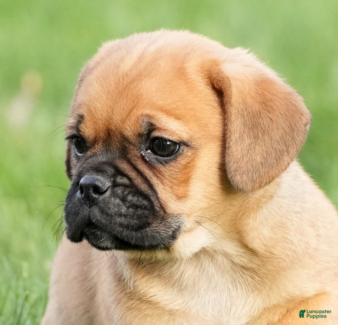 Puggle dogs for sale: Stu - Ad 9