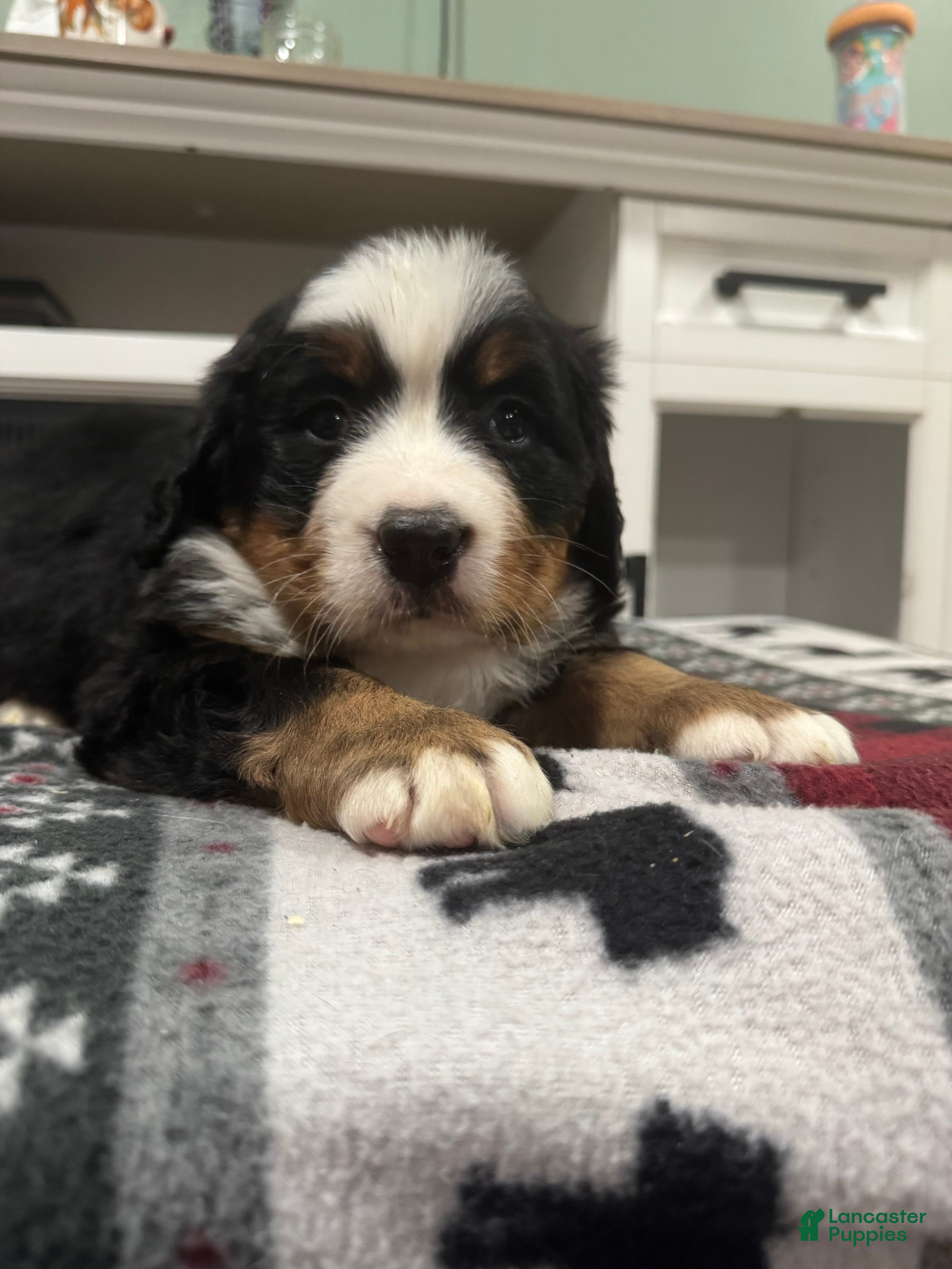 Bernese Mountain Dog dogs Sassy - Ad 1