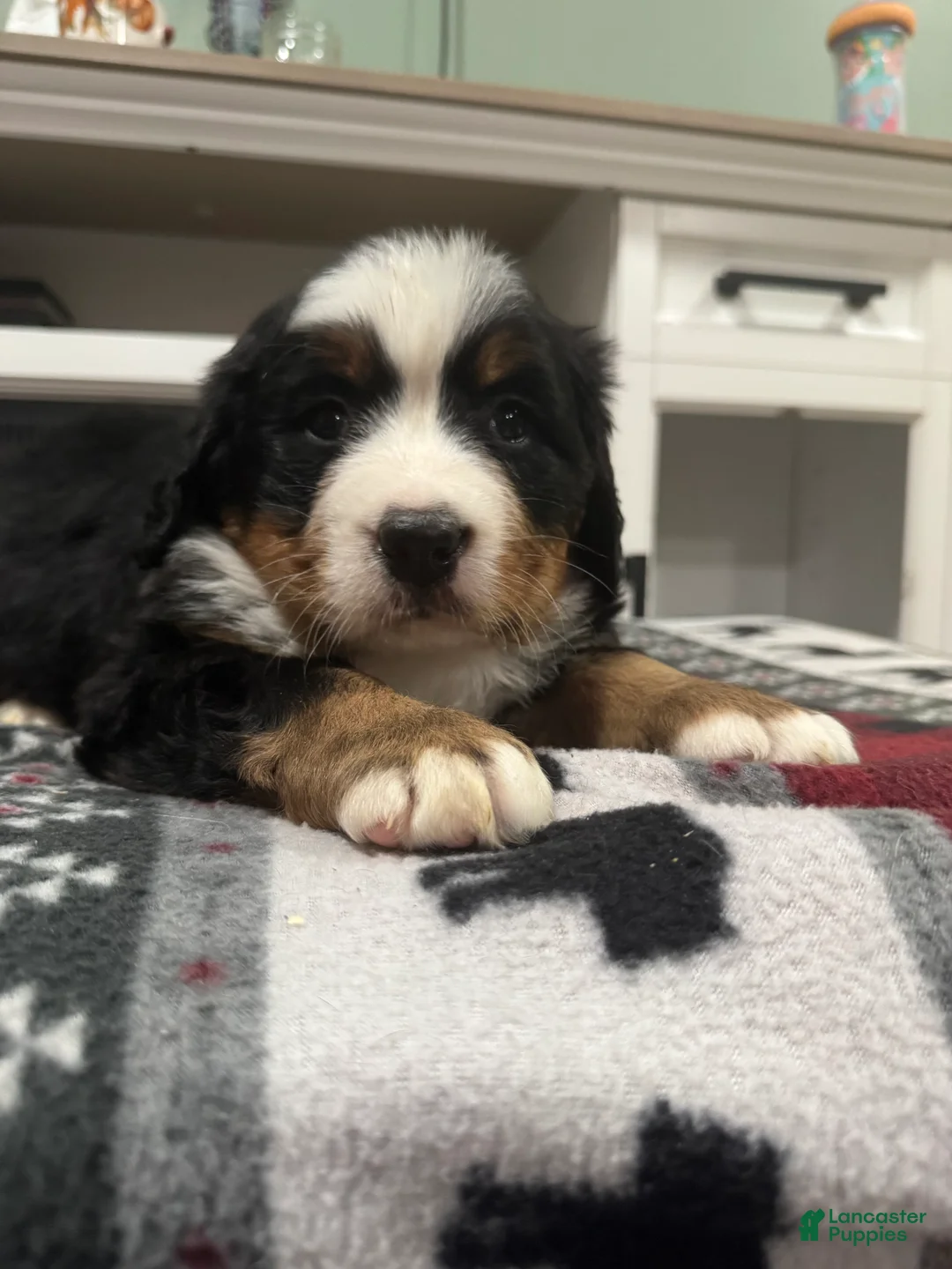 Bernese Mountain Dog dogs for sale: Sassy - Ad 1