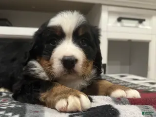 Bernese Mountain Dog dogs for sale: Sassy - Ad 3