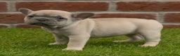 French Bulldog dogs for sale: Maggie - Ad 3