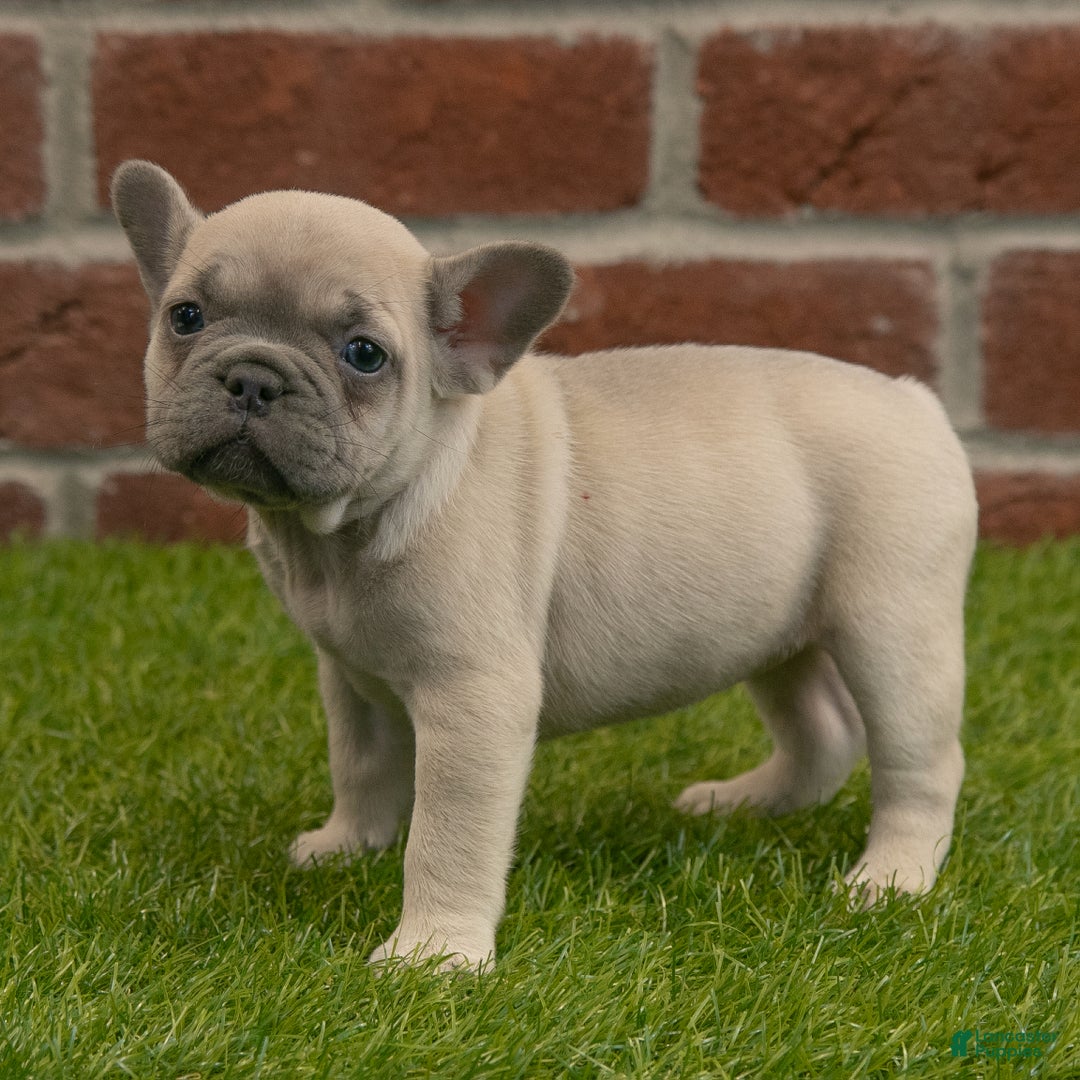 French Bulldog dogs for sale: Maggie - Ad 3