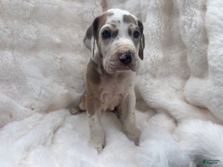 Great Dane dogs Snuggler - Ad 8