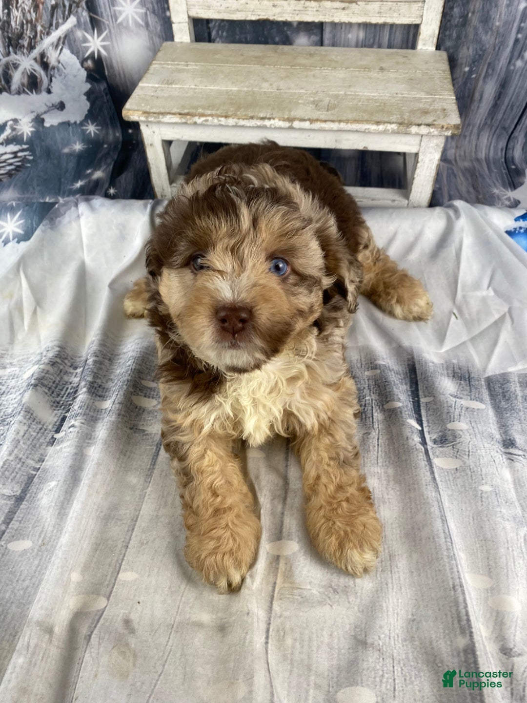 Mini Aussiedoodle dogs for sale: Indy - Ad 5