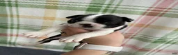 Boston Terrier dogs for sale: Boston Terrier 2 (Leia) - Ad 26