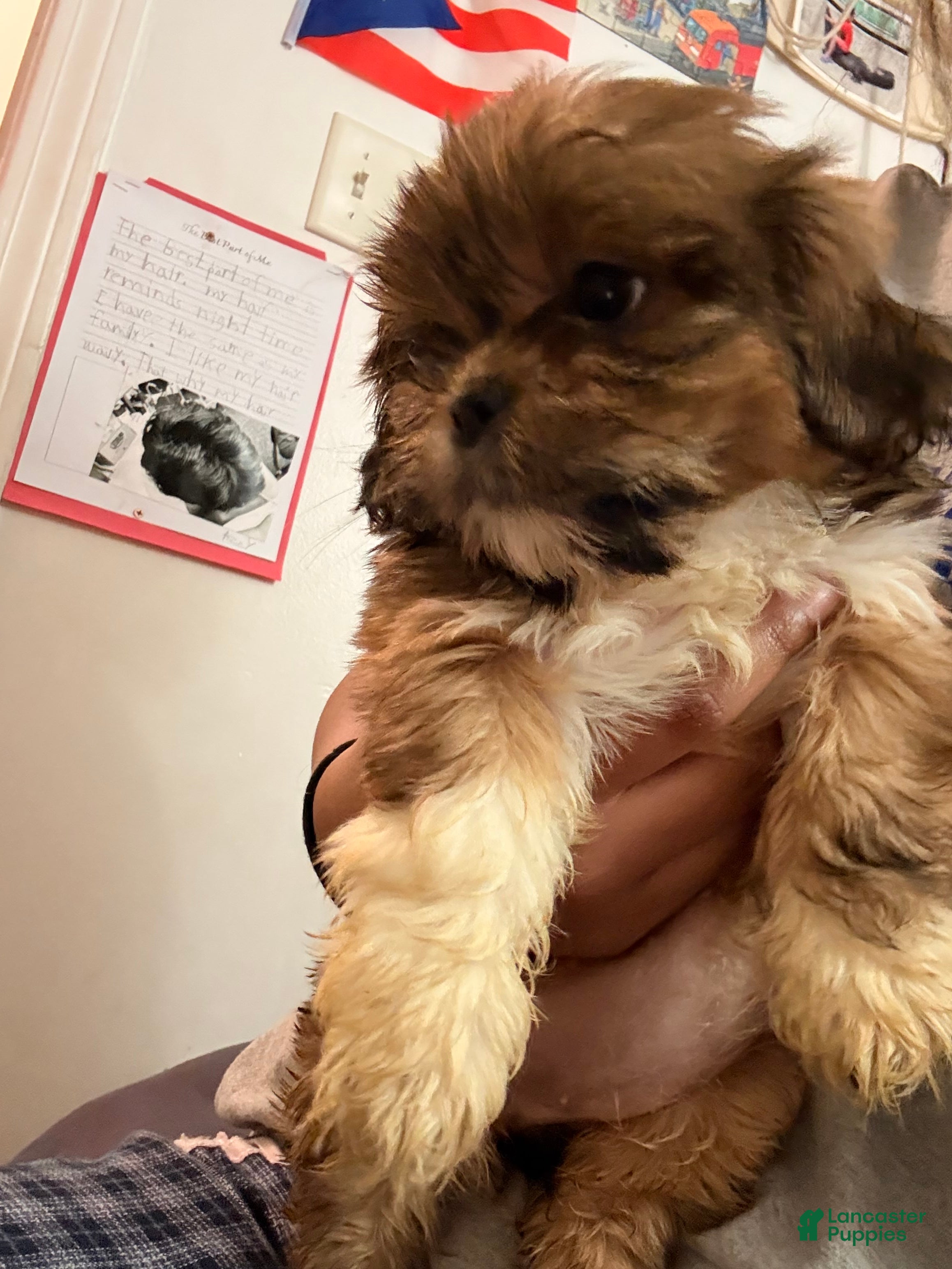 Shih Tzu dogs Shih Tzu Puppy 1 - Ad 40