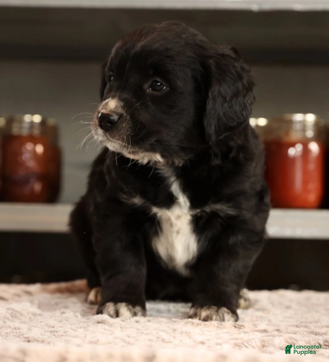 Mini Goldendoodle dogs for sale: Kate - Ad 4