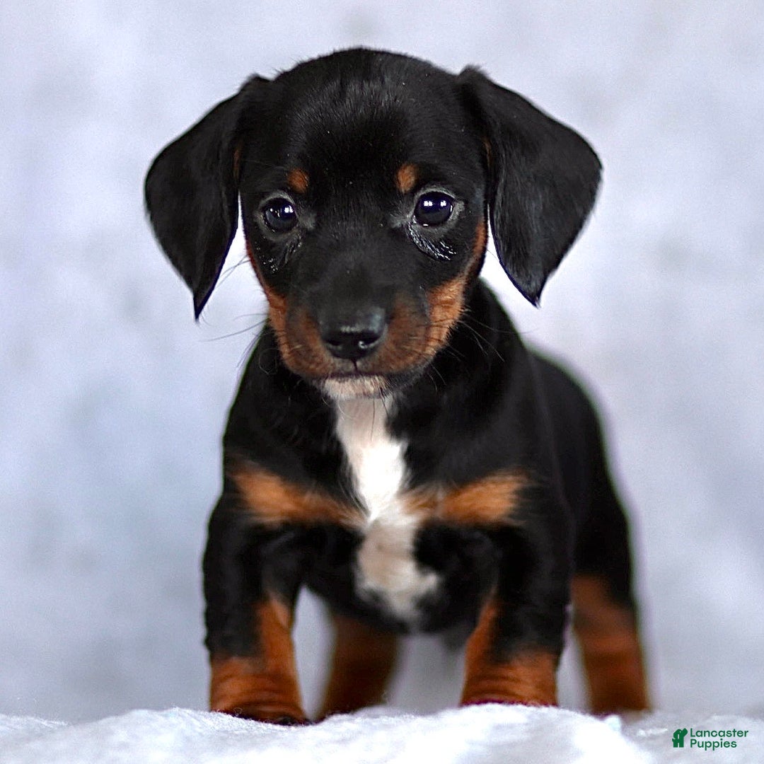 Dachshund dogs for sale: Kyle - Ad 1