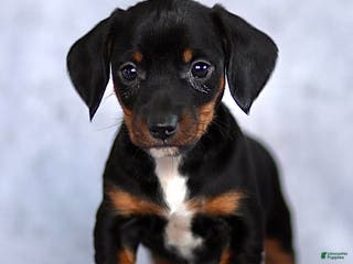 Dachshund dogs for sale: Kyle - Ad 2