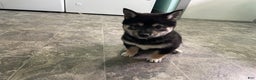 Shiba Inu dogs for sale: Shiba Inu Puppy 1 - Ad 1