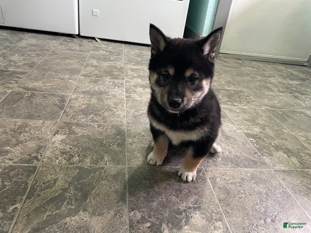 Shiba Inu dogs for sale: Shiba Inu Puppy 1 - Ad 1