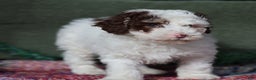 Miniature Poodle dogs for sale: Skipper - Ad 6