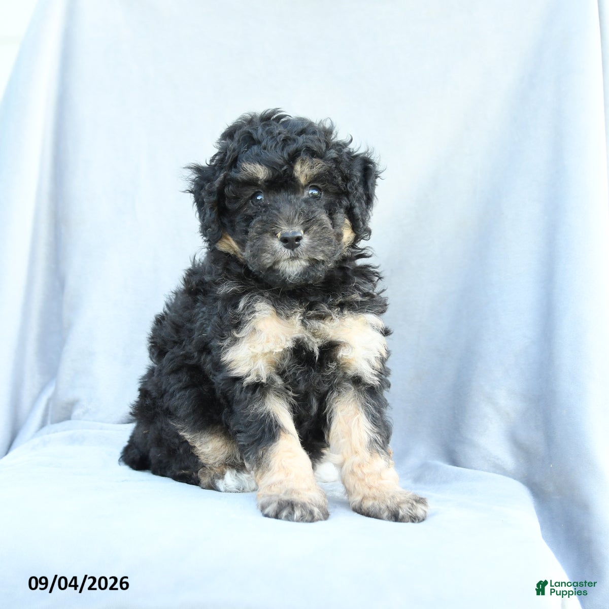 Mini Bernedoodle dogs Max - Ad 2