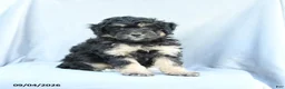 Mini Bernedoodle dogs for sale: Max - Ad 2