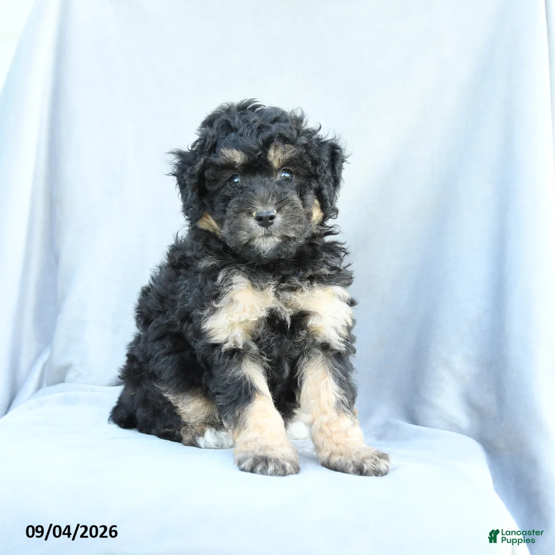 Mini Bernedoodle dogs for sale: Max - Ad 2