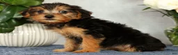 Yorkiepoo dogs for sale: Marsha - Ad 8