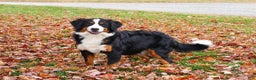Bernese Mountain Dog dogs for sale: Nutcracker  - Ad 9