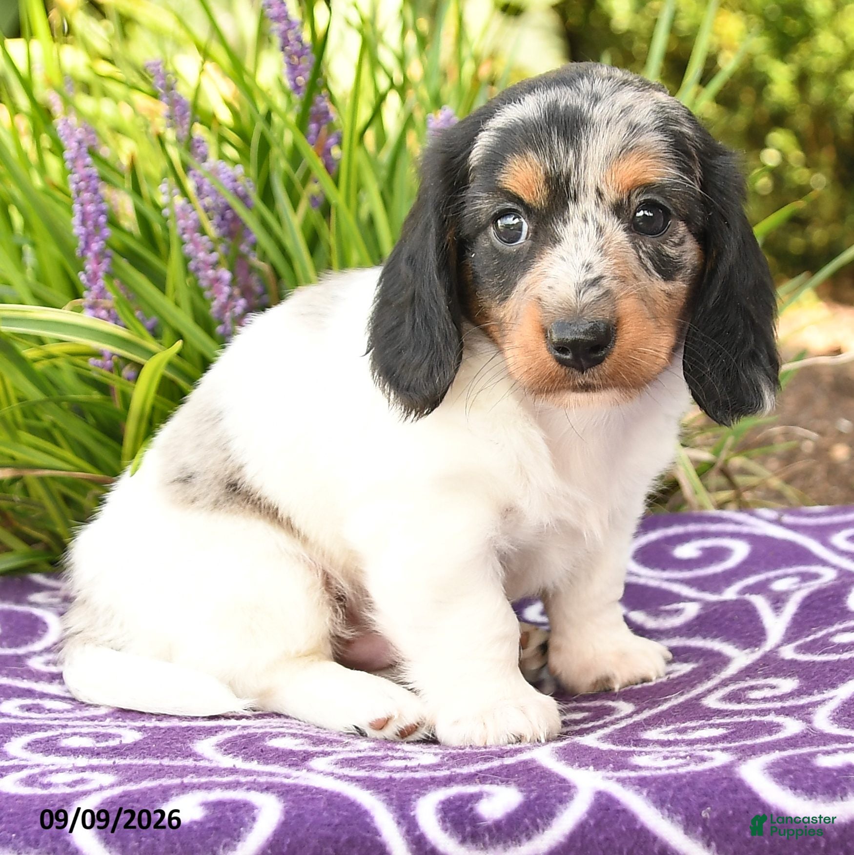 Miniature Dachshund dogs Owen - Ad 2