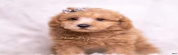 Maltipoo dogs for sale: Tweetie - Ad 3
