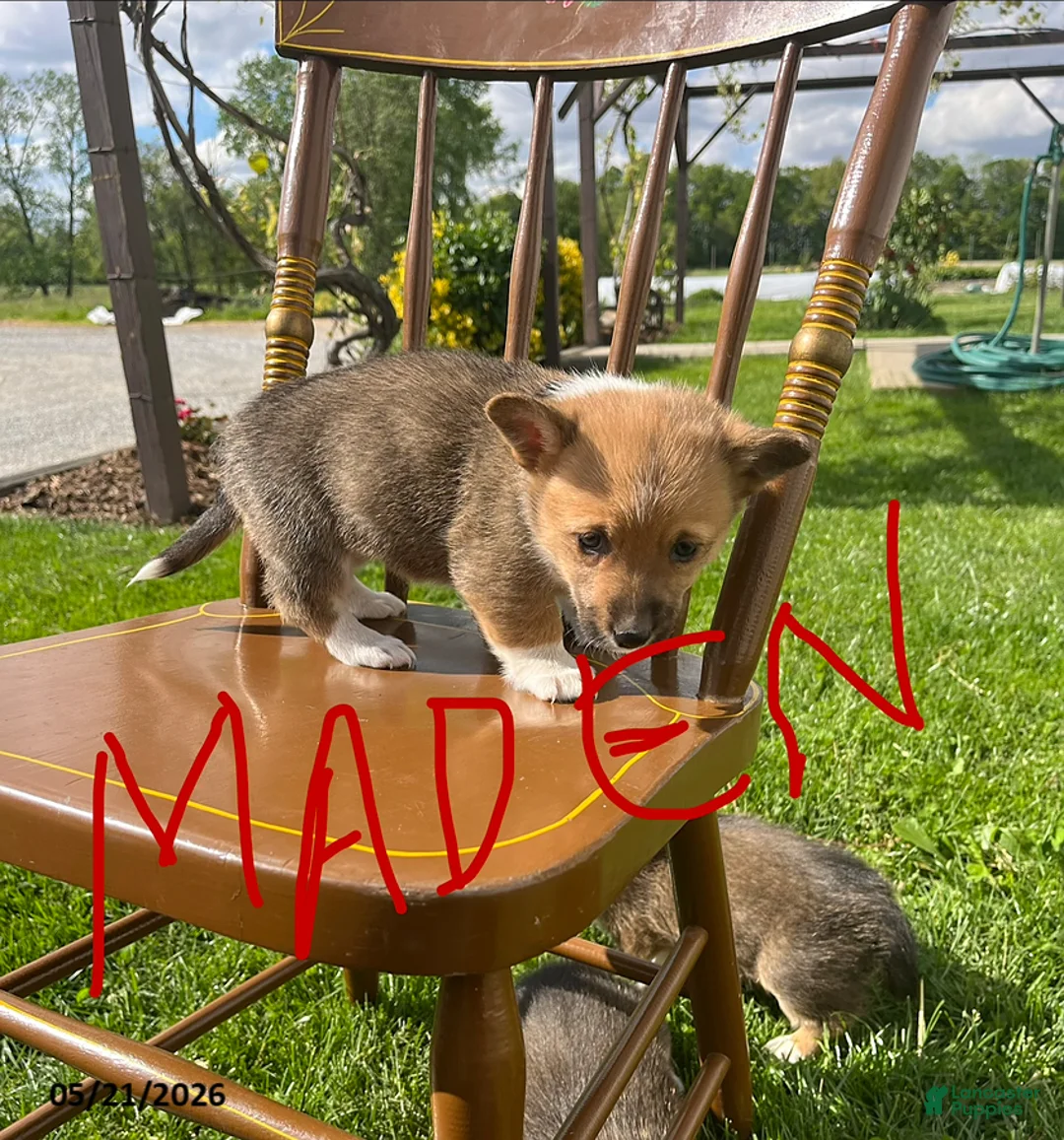 Welsh Corgi Pembroke dogs for sale: Maden - Ad 3