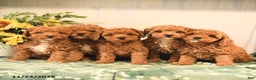 Miniature Poodle dogs for sale: Lily - Ad 3