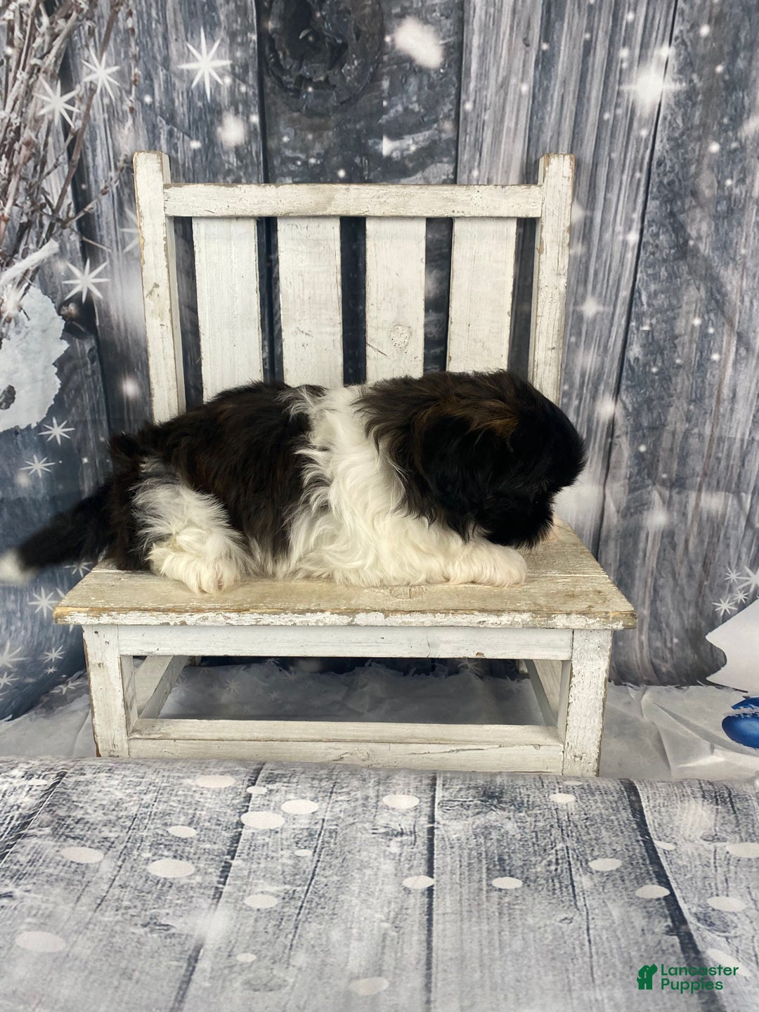 Shih Tzu dogs for sale: Teddy - Ad 5