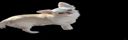 Chihuahua dogs for sale: Lisa Marie LC Apple Head  Videos  - Ad 9