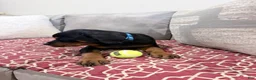 Rottweiler dogs for sale: Blue collar, girl - Ad 15