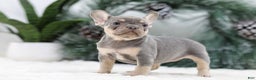 French Bulldog dogs for sale: Frieda - Ad 7