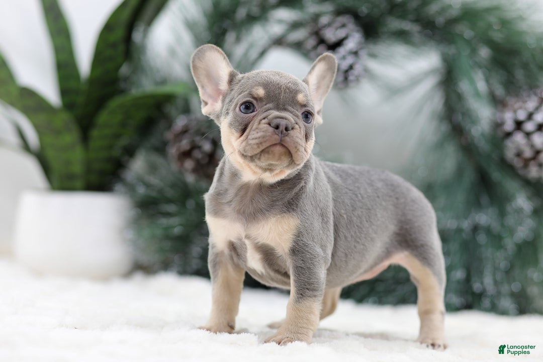French Bulldog dogs for sale: Frieda - Ad 7
