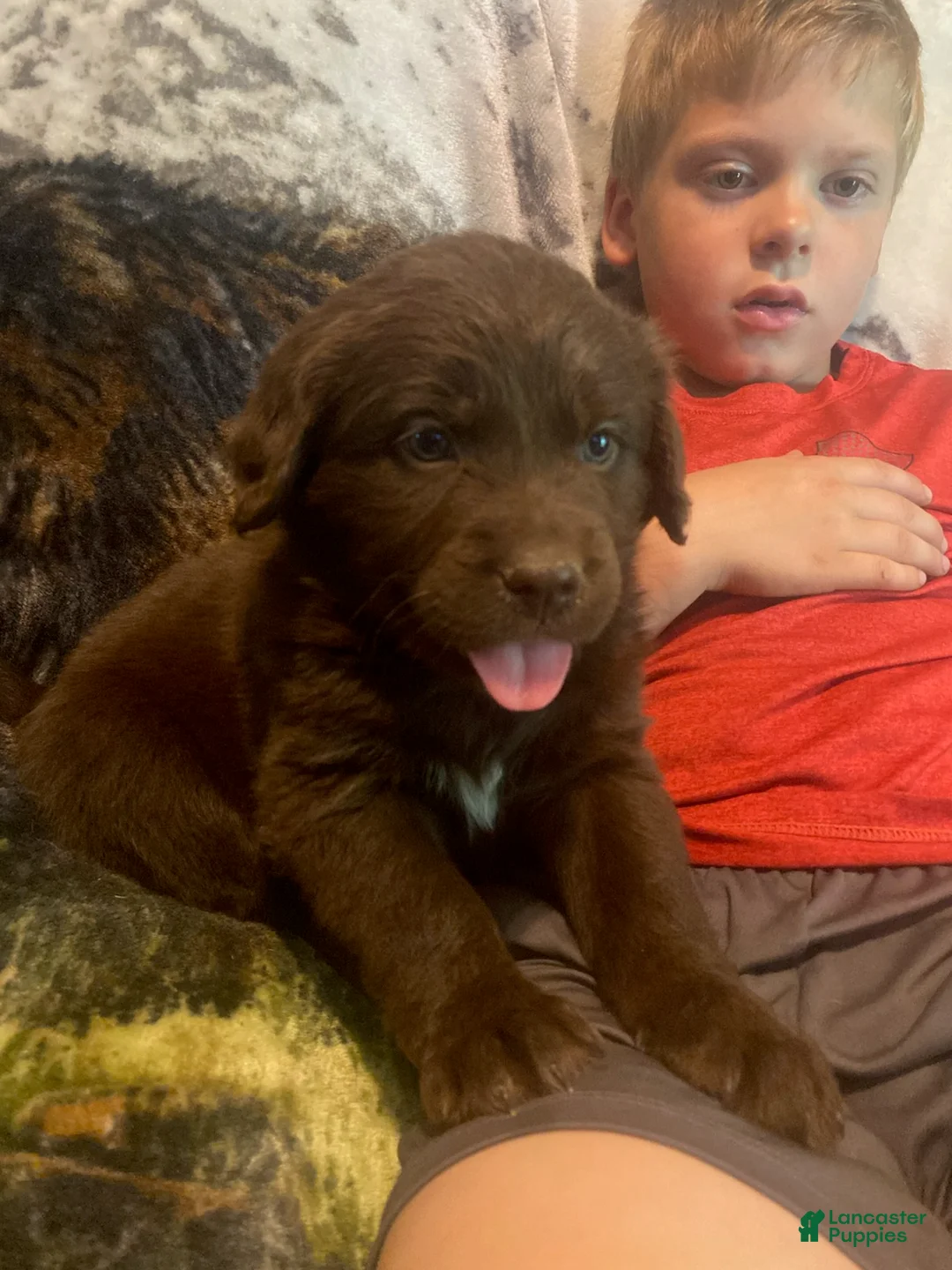 Mixed Breed dogs for sale: Clementine - Ad 2