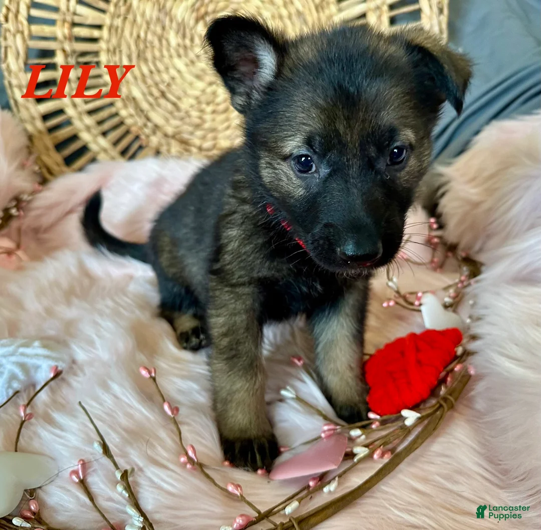 German Shepherd dogs for sale: Lily - Ad 4