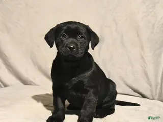 Labrador Retriever dogs Jett - Ad 35