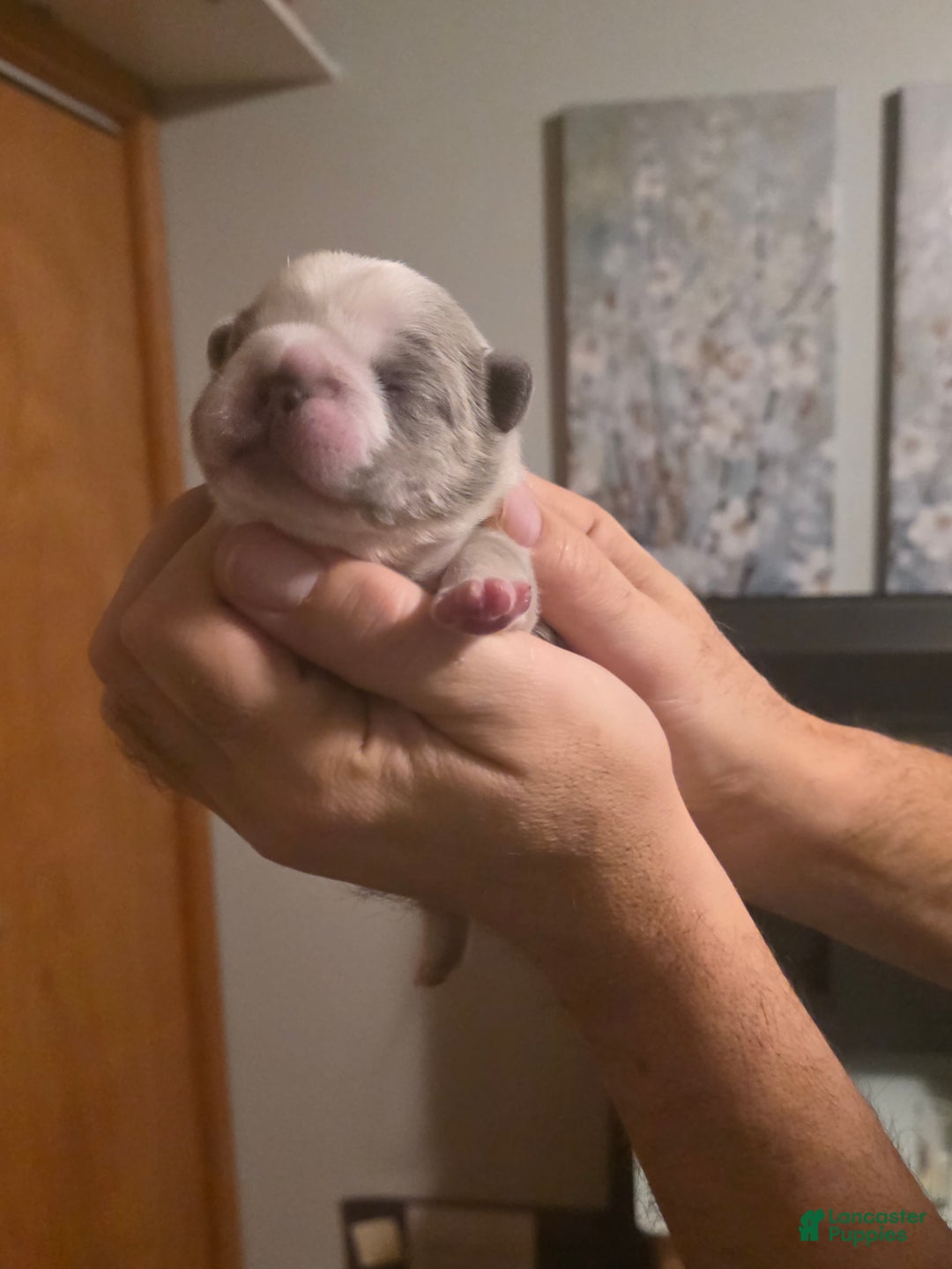 French Bulldog dogs for sale: Olaf – Lilac Big Rope French Bulldog with Panda Husky Pattern, carries pink and fluffy - Ad 9