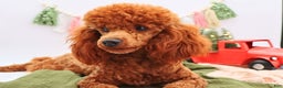 Miniature Poodle dogs for sale: Marshall - Ad 2