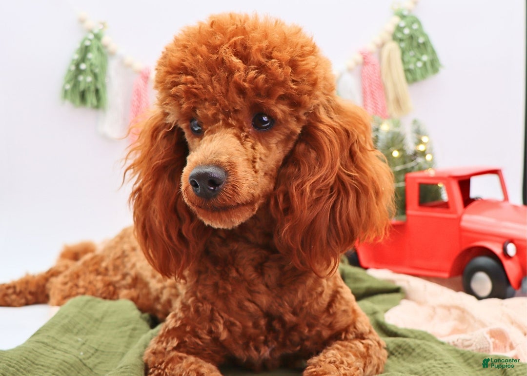 Miniature Poodle dogs for sale: Marshall - Ad 2