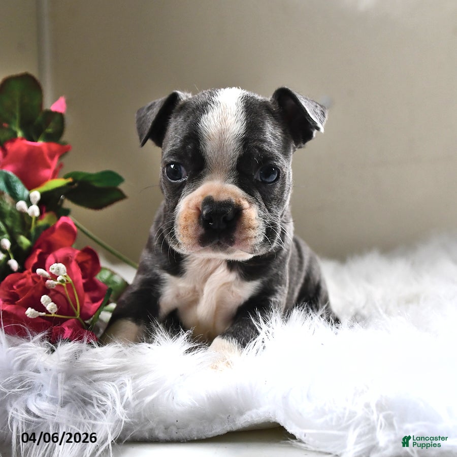 Boston Terrier dogs Frankie - Ad 2