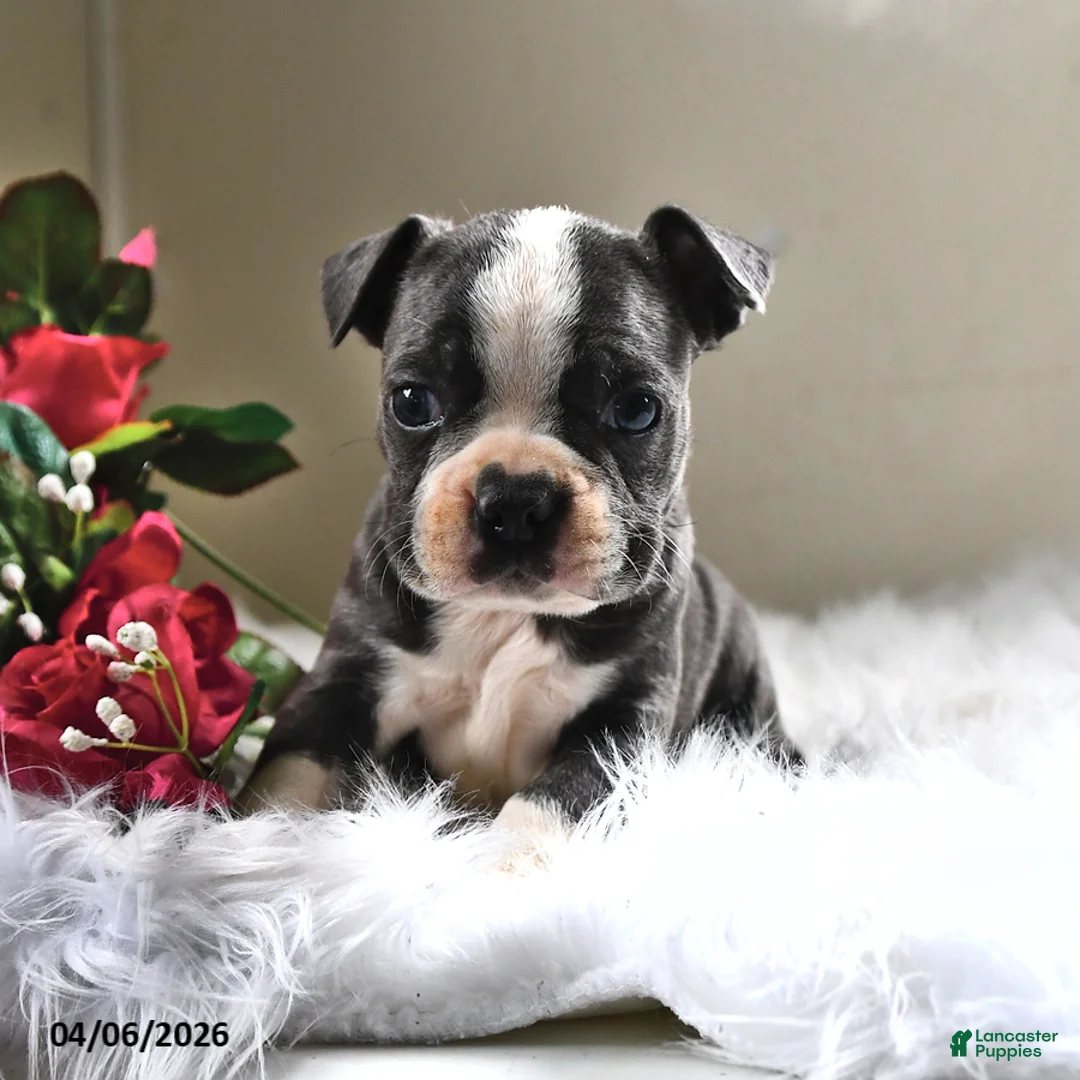 Boston Terrier dogs for sale: Frankie - Ad 2