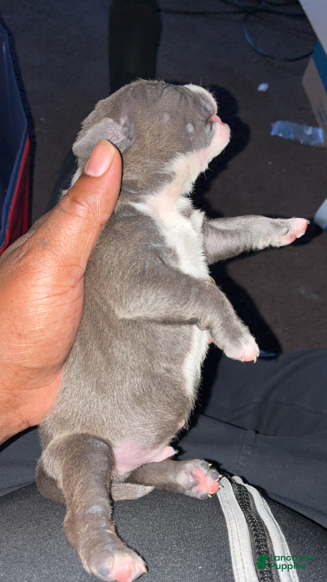 Mixed Breed dogs for sale: Mixed Breed Puppy 2 - Ad 1