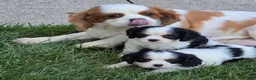 Cavalier King Charles Spaniel dogs for sale: Cavalier King Charles Spaniel 1 - Ad 4