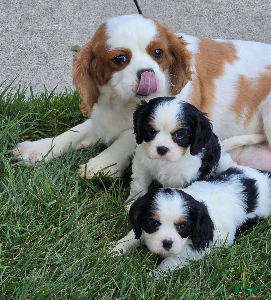 Cavalier King Charles Spaniel dogs for sale: Cavalier King Charles Spaniel 1 - Ad 4