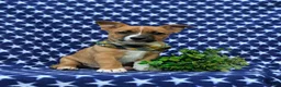 Mixed Breed dogs for sale: Derek - Ad 5
