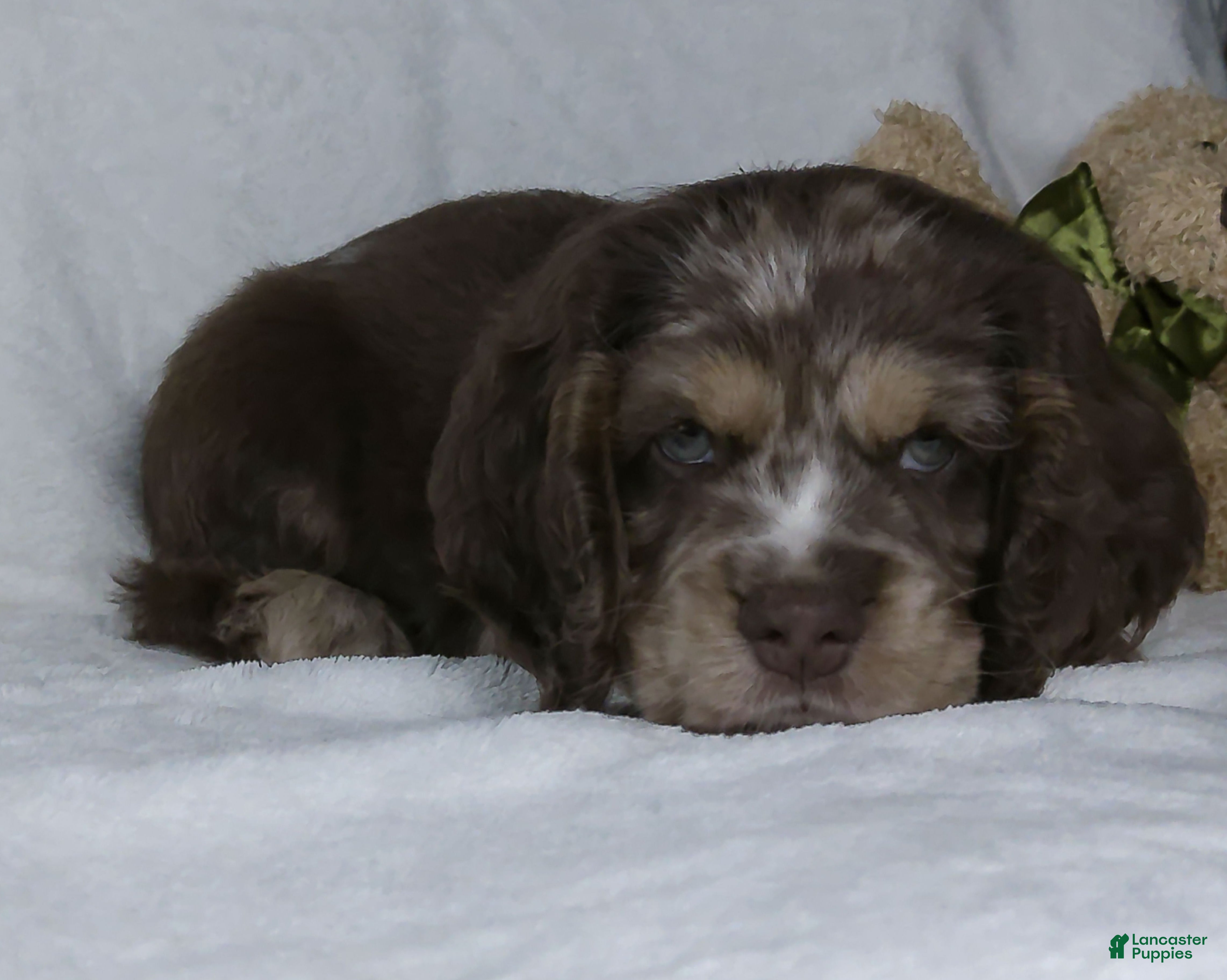 Cocker Spaniel dogs Riley - Ad 2