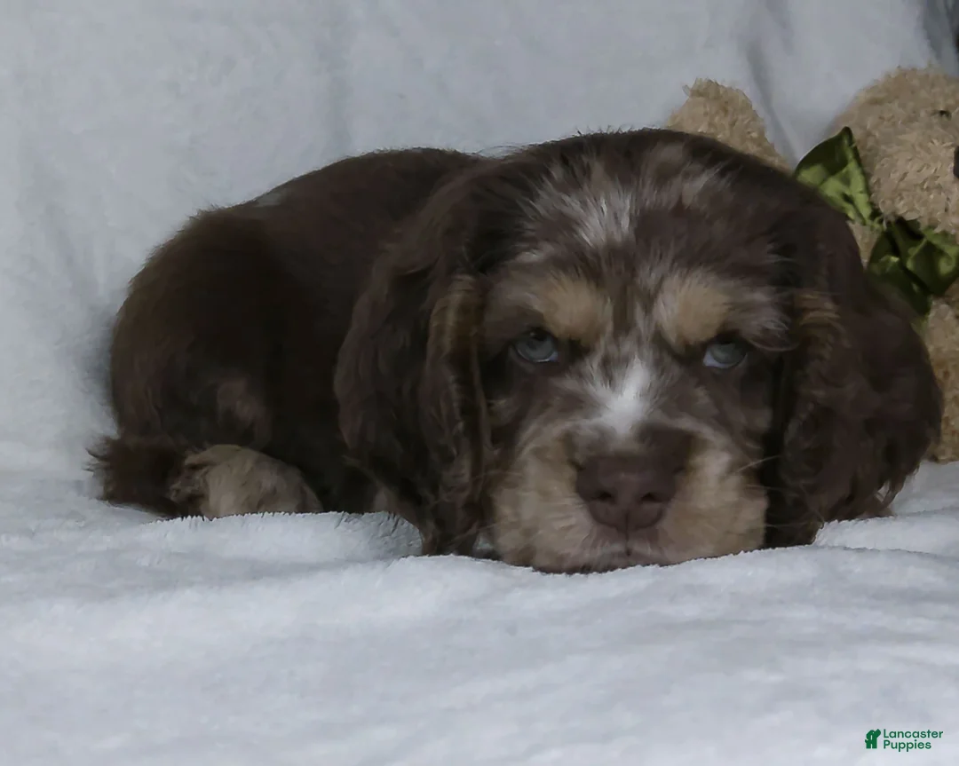 Cocker Spaniel dogs for sale: Riley - Ad 2