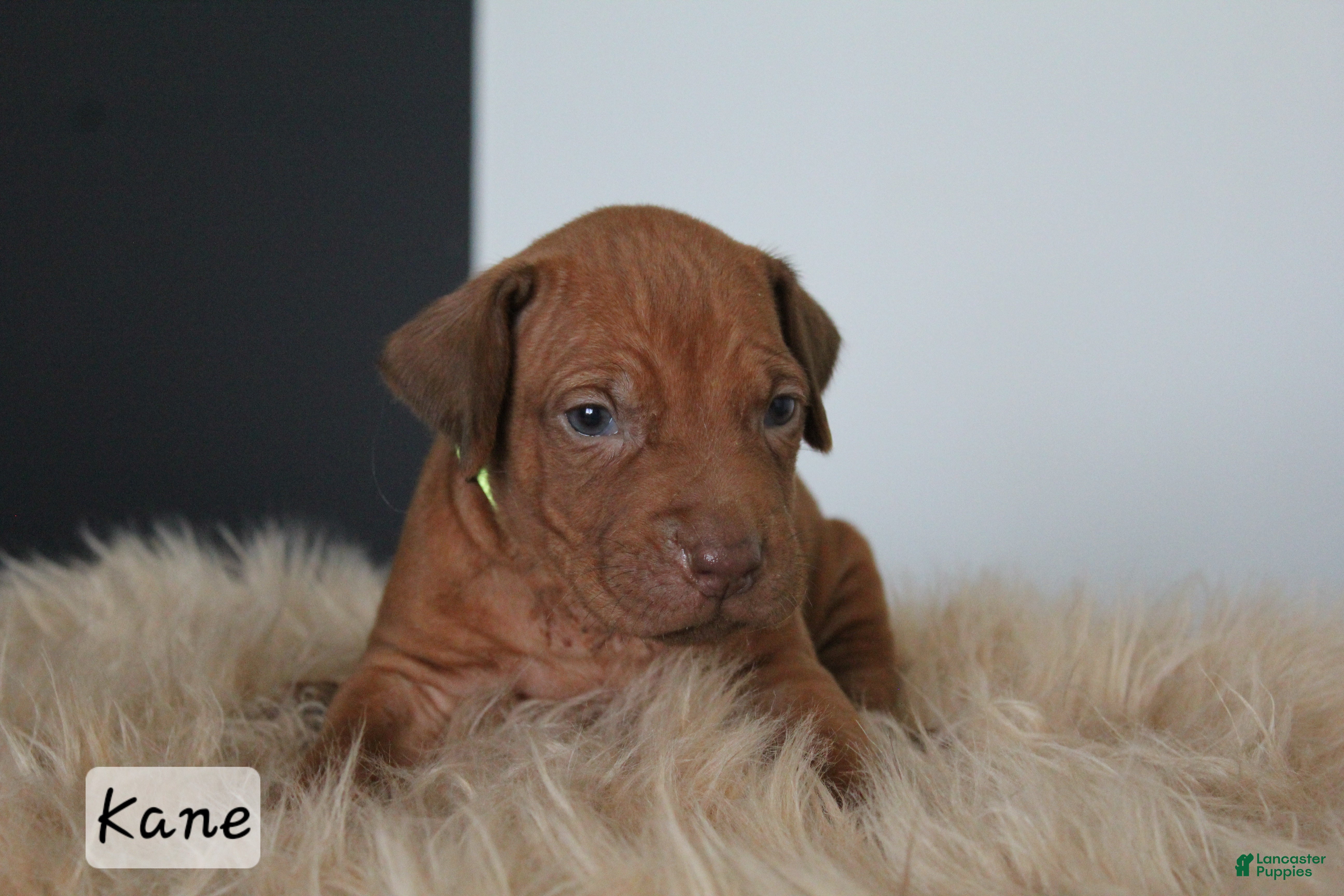 Rhodesian Ridgeback dogs Kane - Ad 15