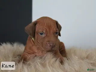 Rhodesian Ridgeback dogs Kane - Ad 15