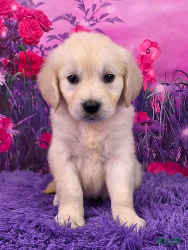 Golden Retriever dogs Lily - Ad 1